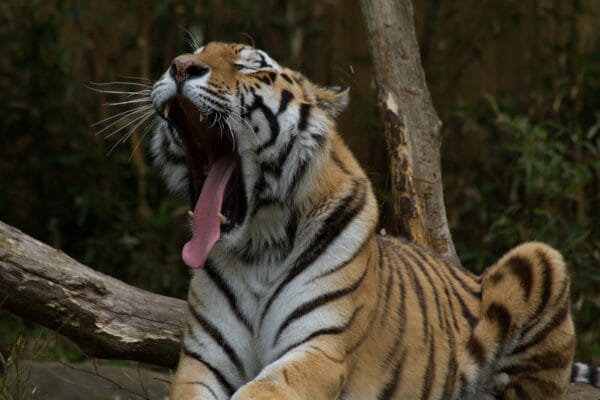 tiger, sleepy, zoo-695332.jpg